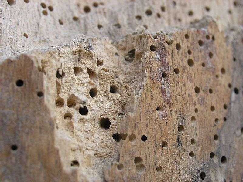 come chiudere i buchi dei tarli